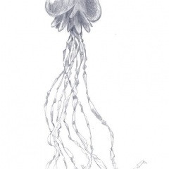 Jellyfish_by_Bibo_BUF