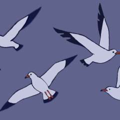 seagull-design